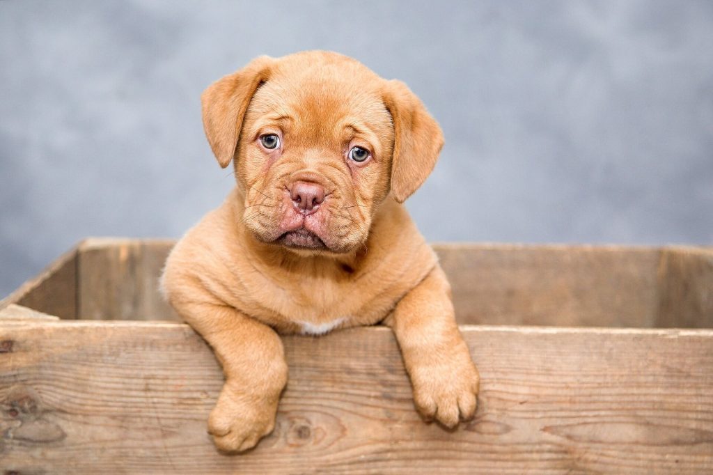 Honden in huis