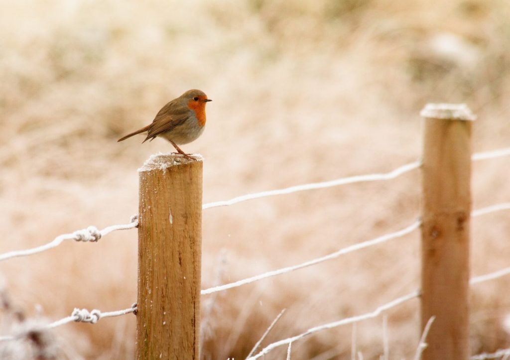 tuin winterklaar