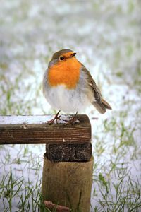 voedsel voor vogels